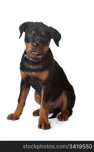 Rottweiler puppy. Rottweiler puppy in front of a white background