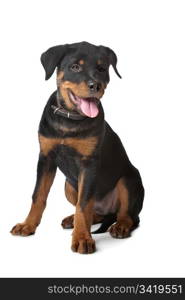 Rottweiler puppy. Rottweiler puppy in front of a white background