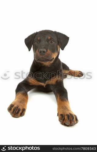Rottweiler puppy. Rottweiler puppy in front of a white background