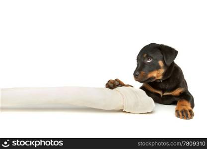 Rottweiler puppy with a huge white bone. Rottweiler puppy with a huge white bone in front of a white background