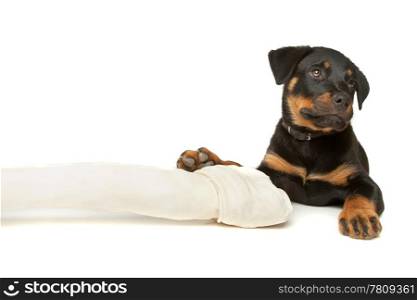 Rottweiler puppy with a huge white bone. Rottweiler puppy with a huge white bone in front of a white background