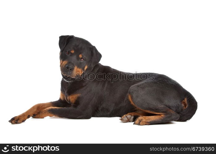 Rottweiler. Rottweiler in front of a white background