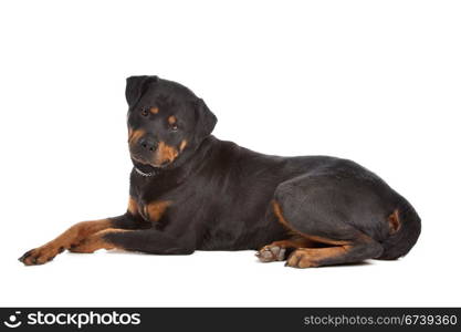 Rottweiler. Rottweiler in front of a white background