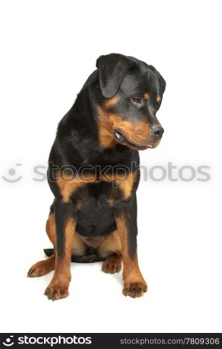 Rottweiler. Rottweiler in front of a white background