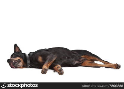 rottweiler. rottweiler in front of a white background