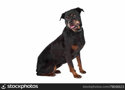 rottweiler. rottweiler in front of a white background