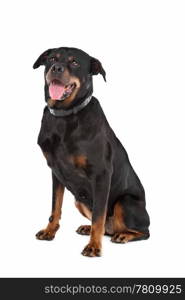 rottweiler. rottweiler in front of a white background