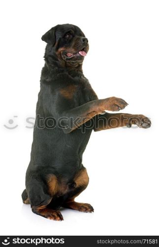 rottweiler standing up in front of white background