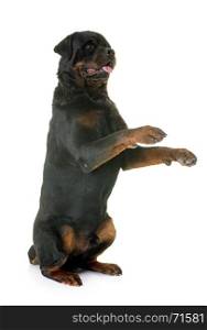 rottweiler standing up in front of white background