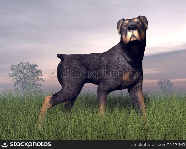 Rottweiller dog standing in the grass by cloudy weather. Rottweiller dog - 3D render