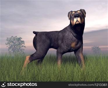 Rottweiller dog standing in the grass by cloudy weather. Rottweiller dog - 3D render