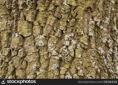rough bark pattern of oak tree