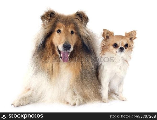 rough collie and chihuahua in front of white background