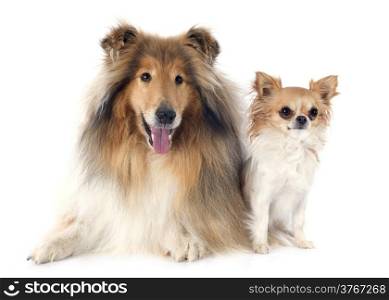 rough collie and chihuahua in front of white background