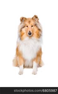 rough collie dog. rough collie sitting in front of a white background