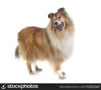 Rough Collie in front of white background