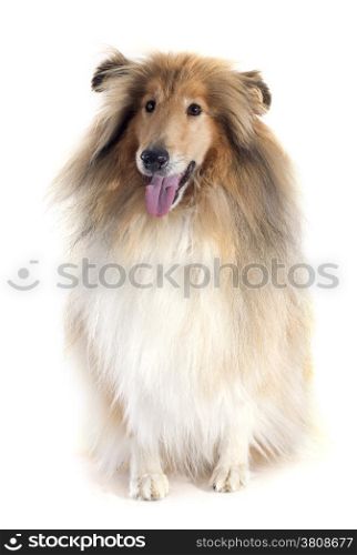 rough collie in front of white background