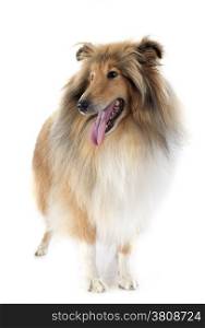 rough collie in front of white background
