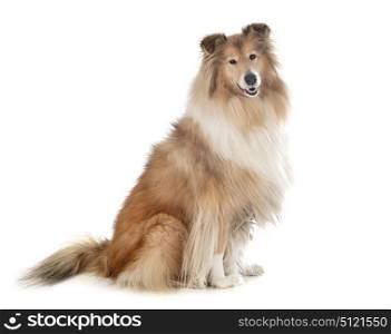 Rough Collie in front of white background