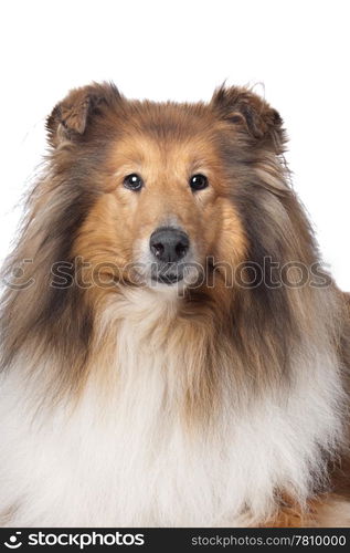 Rough Collie or Scottish Collie. Rough Collie or Scottish Collie in front of a white background