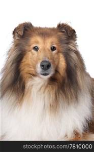 Rough Collie or Scottish Collie. Rough Collie or Scottish Collie in front of a white background