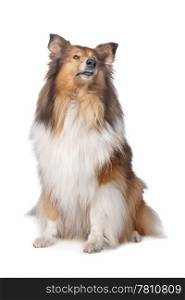 Rough Collie or Scottish Collie. Rough Collie or Scottish Collie in front of a white background