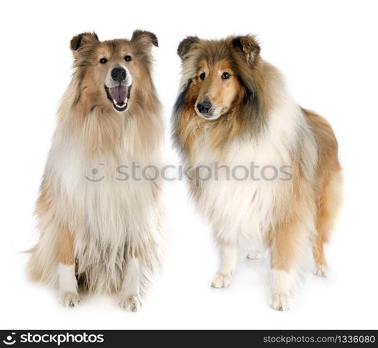 Rough Collies in front of white background