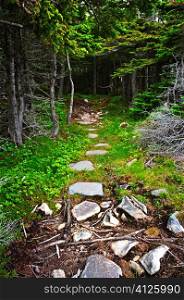 Rough forest hiking trail in Newfoundland Canada