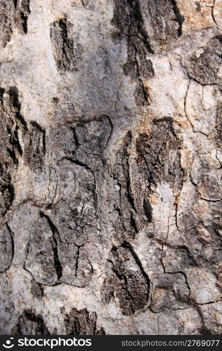 Rough Grooved Bushveld Tree Trunk Background