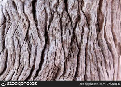 Rough Grooved Bushveld Tree Trunk Background