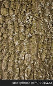 rough pattern of old oak tree