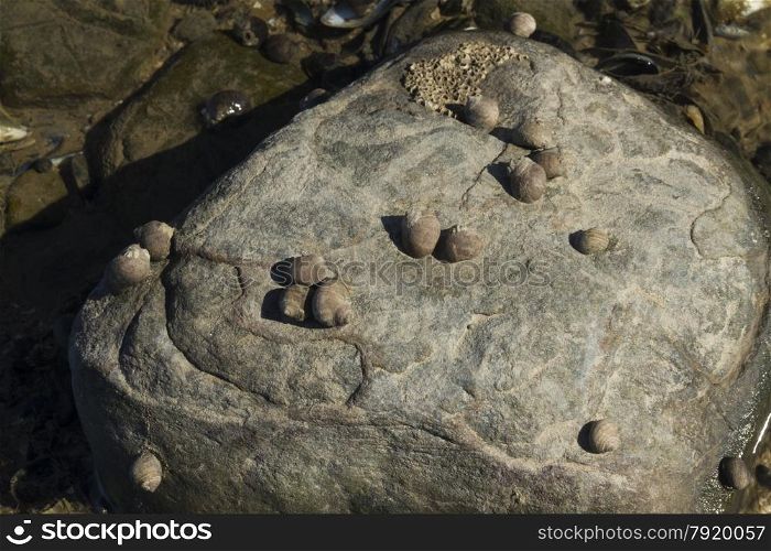 Rough periwinkle or Littorina saxatilis shells clinging to rock at low tide. United Kingdom