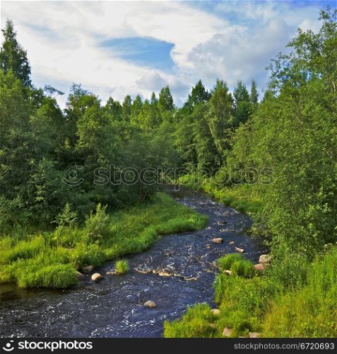rough river in forest at summer day