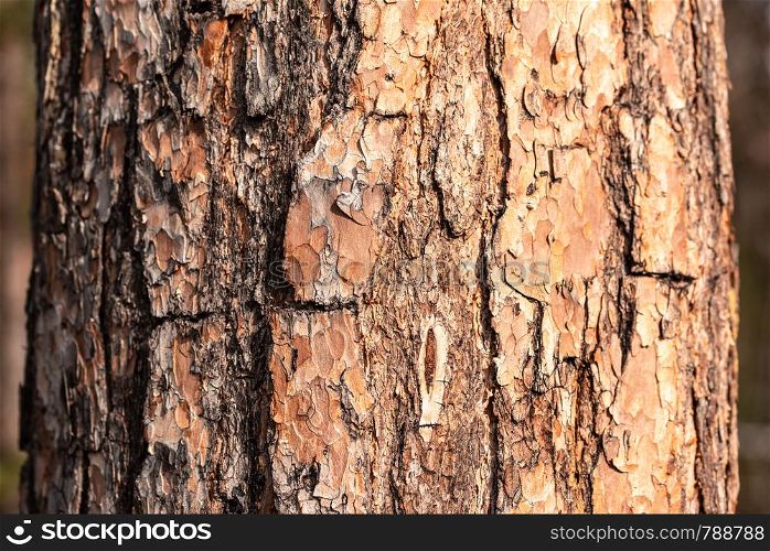 Rough texture of bark of a pine tree close-up view. Texture of bark of a pine tree close-up view