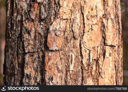 Rough texture of bark of a pine tree close-up view. Texture of bark of a pine tree close-up view