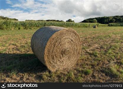 Round bales of hay harvested in a field with corn and trees at the back. Sunny blue sky day. Agricultural landscape