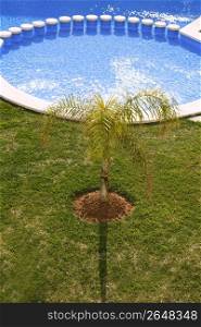 round blue swimming pool palm tree green grass garden