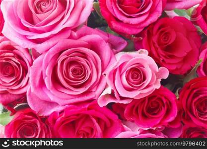 round bouquet of pink and viva magenta roses close up background. bouquet of fresh pink roses
