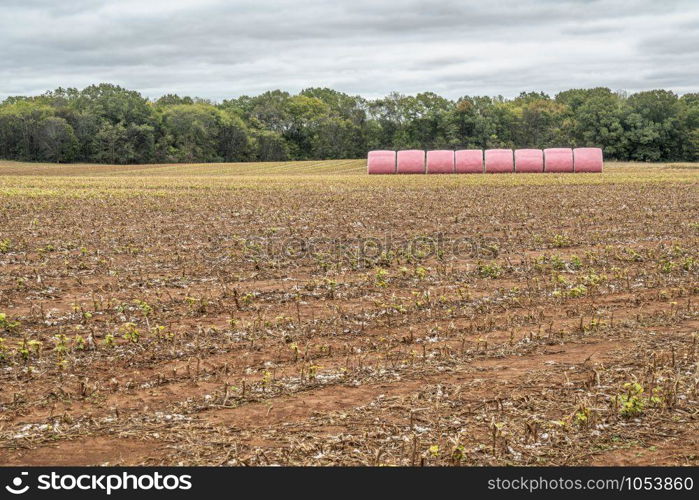 round cotton bales wrapped in pink plastic in a field in Alabama awaiting transportation to a cotton gin. The pink wrappers are a way for farmers to show support for those battling breast cancer.