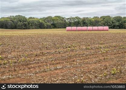 round cotton bales wrapped in pink plastic in a field in Alabama awaiting transportation to a cotton gin. The pink wrappers are a way for farmers to show support for those battling breast cancer.
