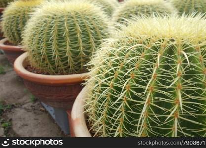 Round green cactus grows in the pot. Round green cactus