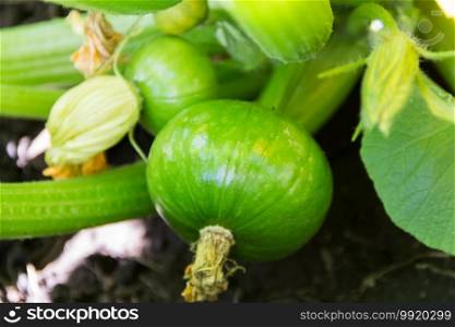 round green zucchini in the organic garden plant. Green round trunk zucchini in the organic garden plant. orginarians from south america