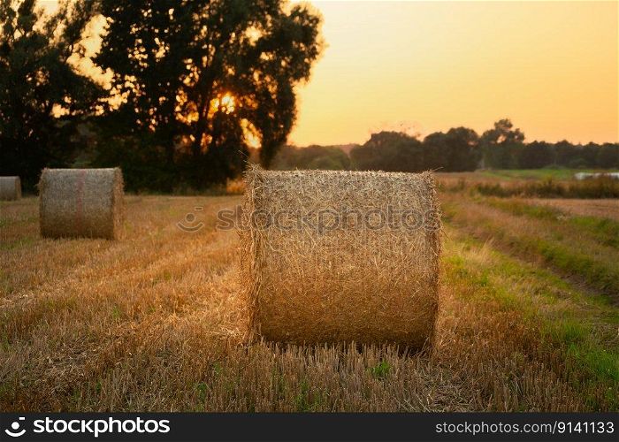 Round hay bales in a rural field, evening view