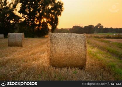 Round hay bales in a rural field, evening view