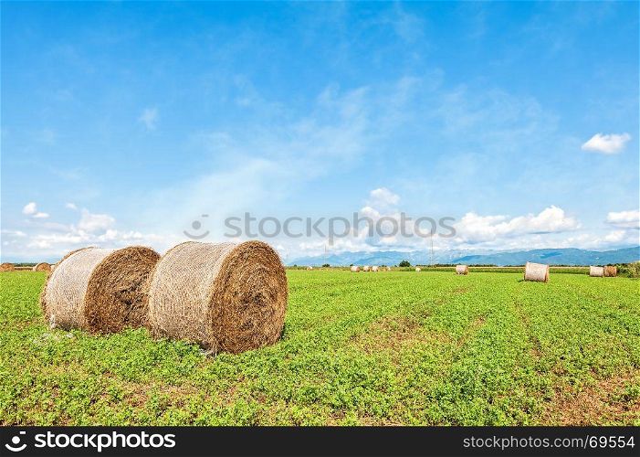 Round hay bales in harvested field and blue sky with clouds. Countryside panorama.