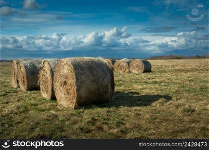 Round hay bales on a meadow and cloudy sky, spring day