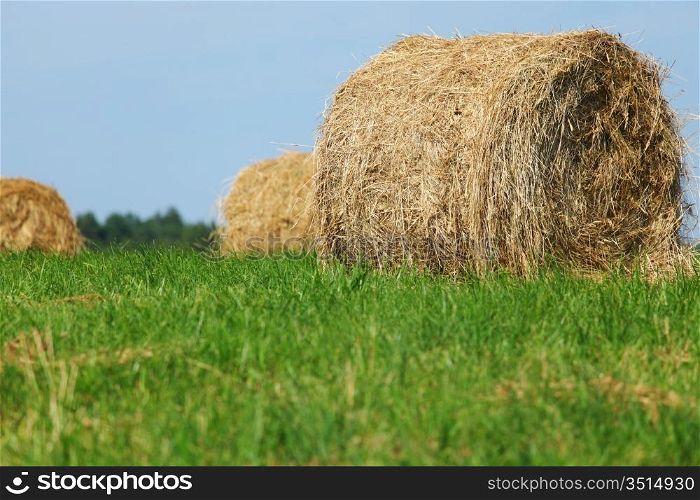 Round hay stacks