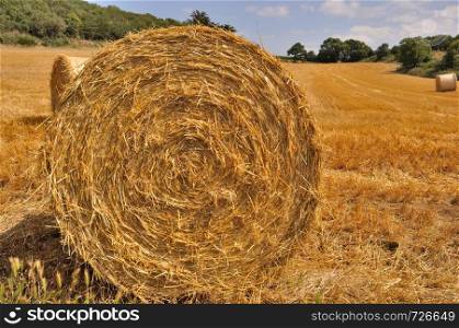 Round straw bales in harvested fields