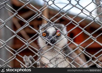 Round-tailed lemur trapped in fence in zoo