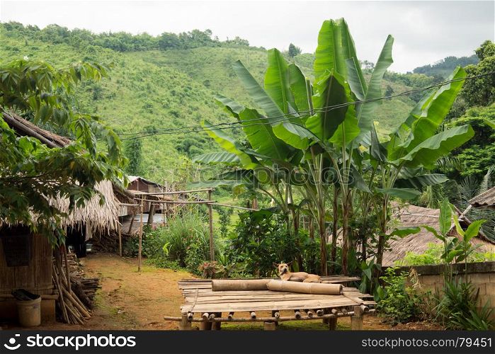Round trip thailand july 2017 - nature in Chiang Rai, Akha mountain village . Visit to the nature in Chiang Rai, Akha mountain village